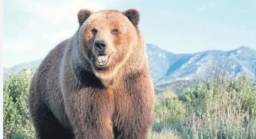 Rüyada Ayı Görmek Ne Anlama Geliyor? Ulemadan Derinlemesine Yorumlar